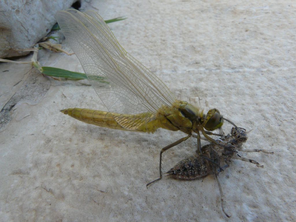 aiuto identificazione: Orthetrum cancellatum